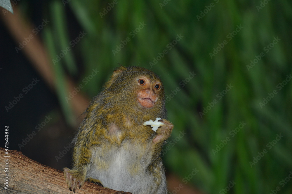 Pygmy marmoset eating an apple Pygmy marmoset eating an apple