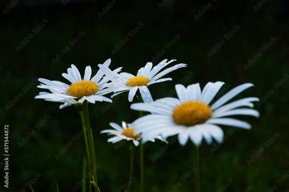 wet petals of chamomile on dark nature background, end of season wet petals of chamomile on dark nature background, end of season