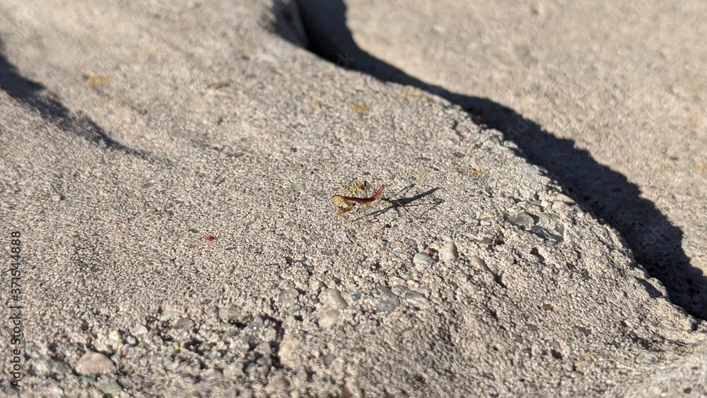 baby praying mantis on concrete