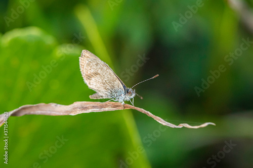Wallpaper Mural Common Grass Blue resting on a leaf Torontodigital.ca