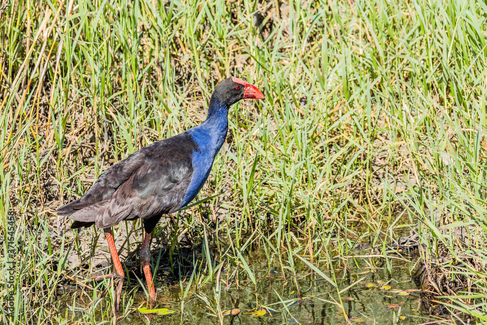 Purple Swamphen looking for food in a pond