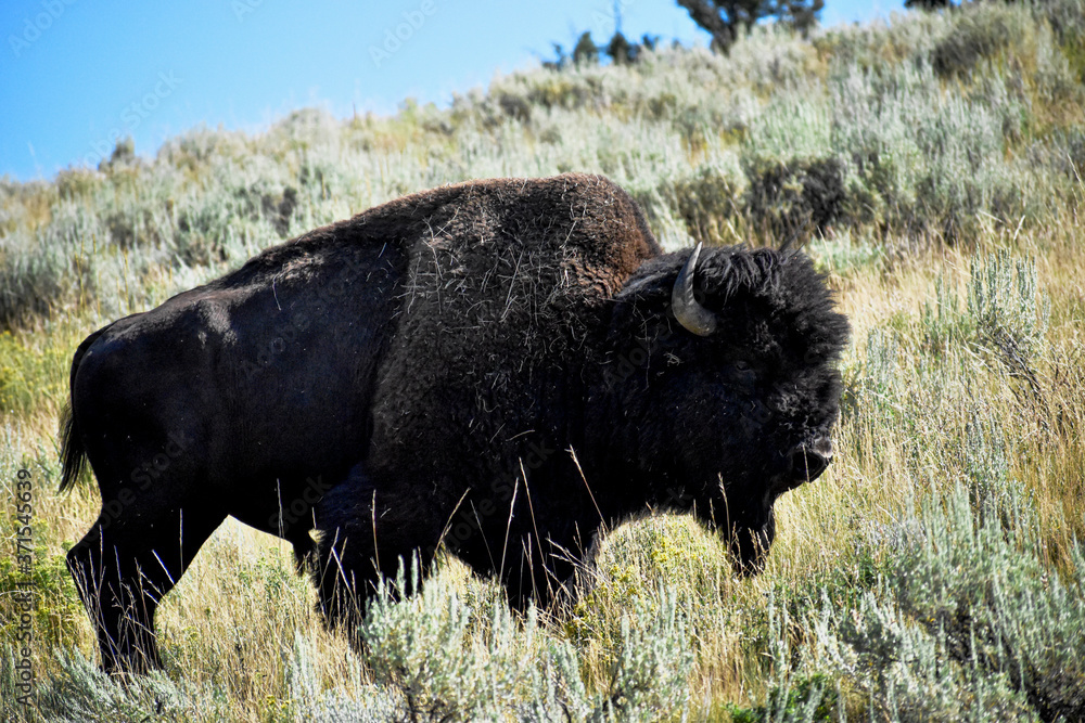 american bison in yellowstone national park