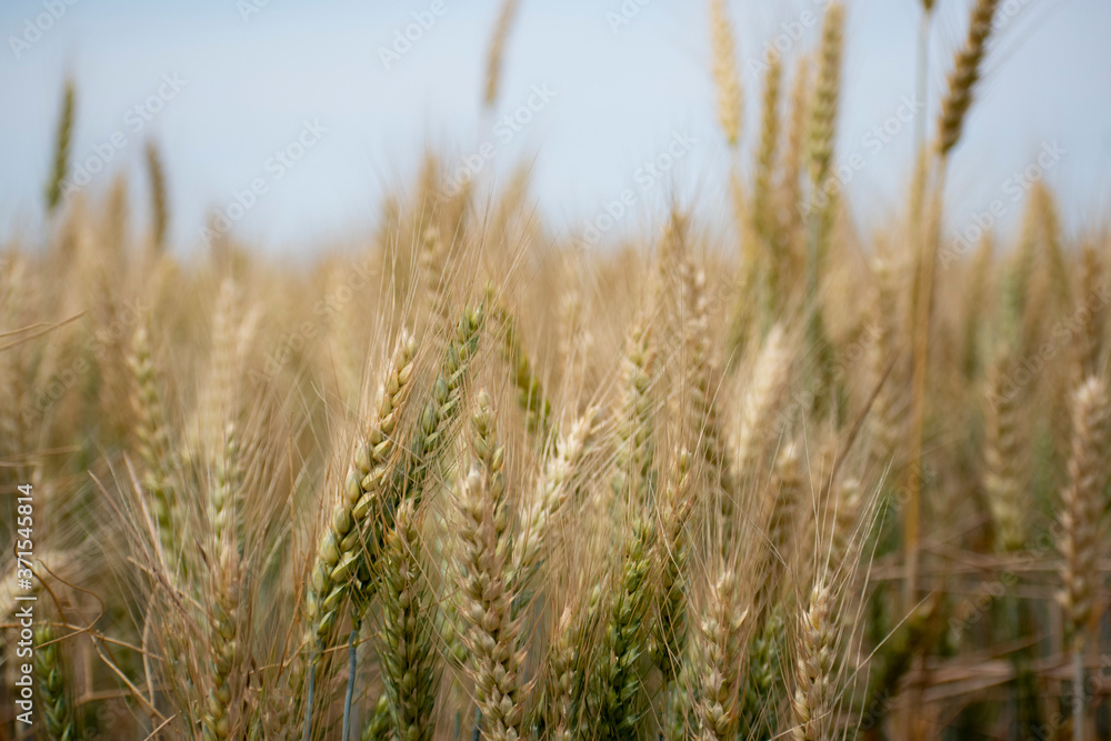 field of wheat field of wheat