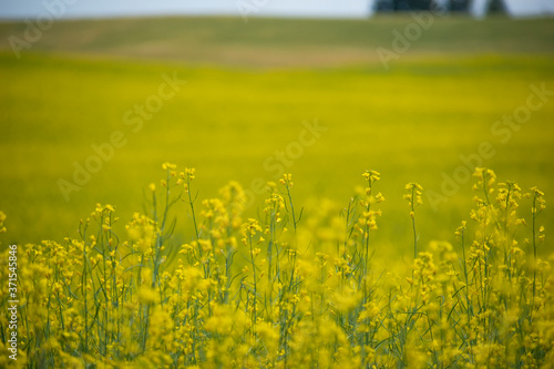 field of yellow flowers