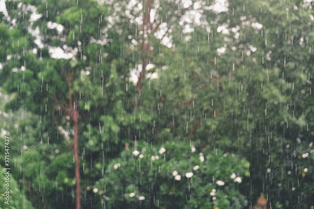 Rainy day heavy rain and rainwater drop on green forest tree in nature Rainy day heavy rain and rainwater drop on green forest tree in nature