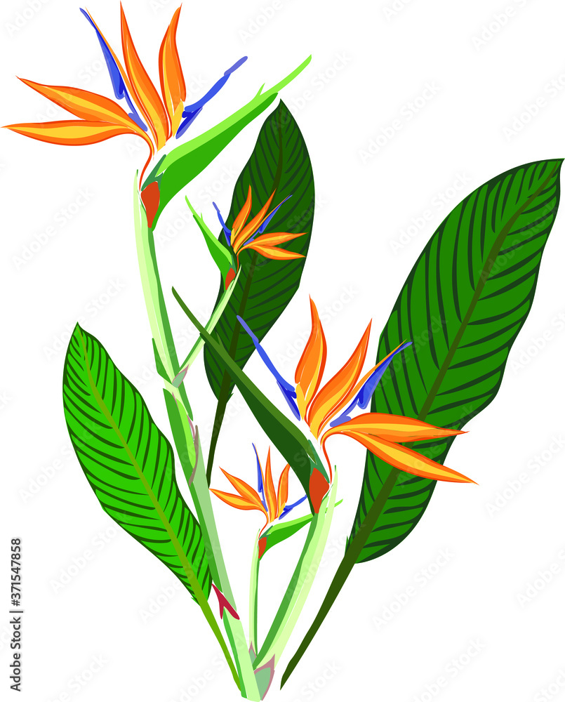Fototapeta Birds Of Paradise Flower Hawaiian Floral Pattern. Tropical Flowers