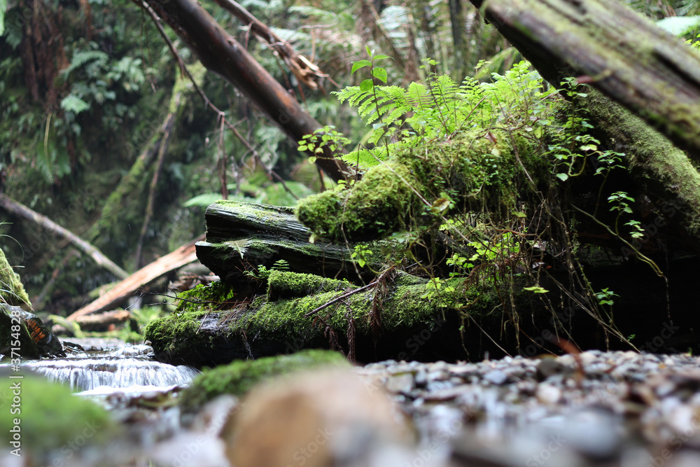 Babbling brook, water running from a waterfall over mossy rocks, fallen trees and ferns Babbling brook, water running from a waterfall over mossy rocks, fallen trees and ferns