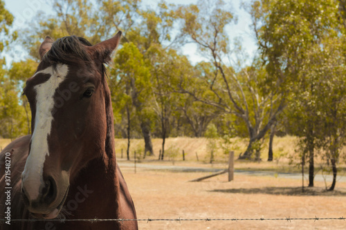 Chestnut brown horse by the barbed wire fence