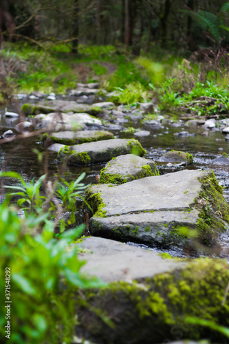Stepping stones over the river in a rainforest