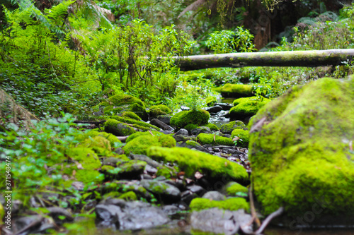Babbling brook, water running from a waterfall over mossy rocks, fallen trees and ferns photo