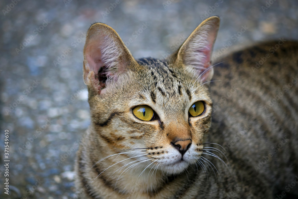 The cat has the pattern like a tiger lying on the street. The cat has the pattern like a tiger lying on the street.