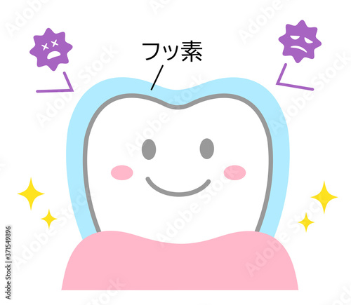 フッ素の効果　歯
