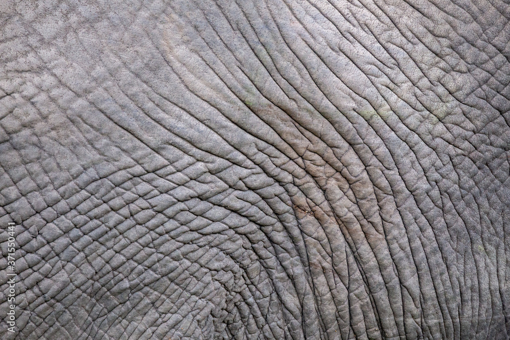 African Elephant Skin Texture African Elephant Skin Texture