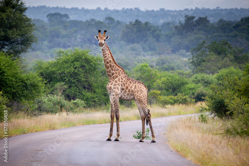 Giraffe crossing road in Africa
