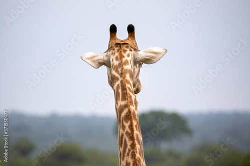 Giraffe head from behind, Africa