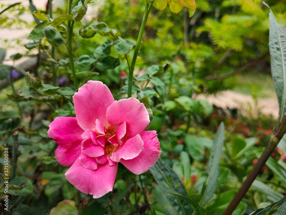 Fototapeta premium pink flowers in the garden