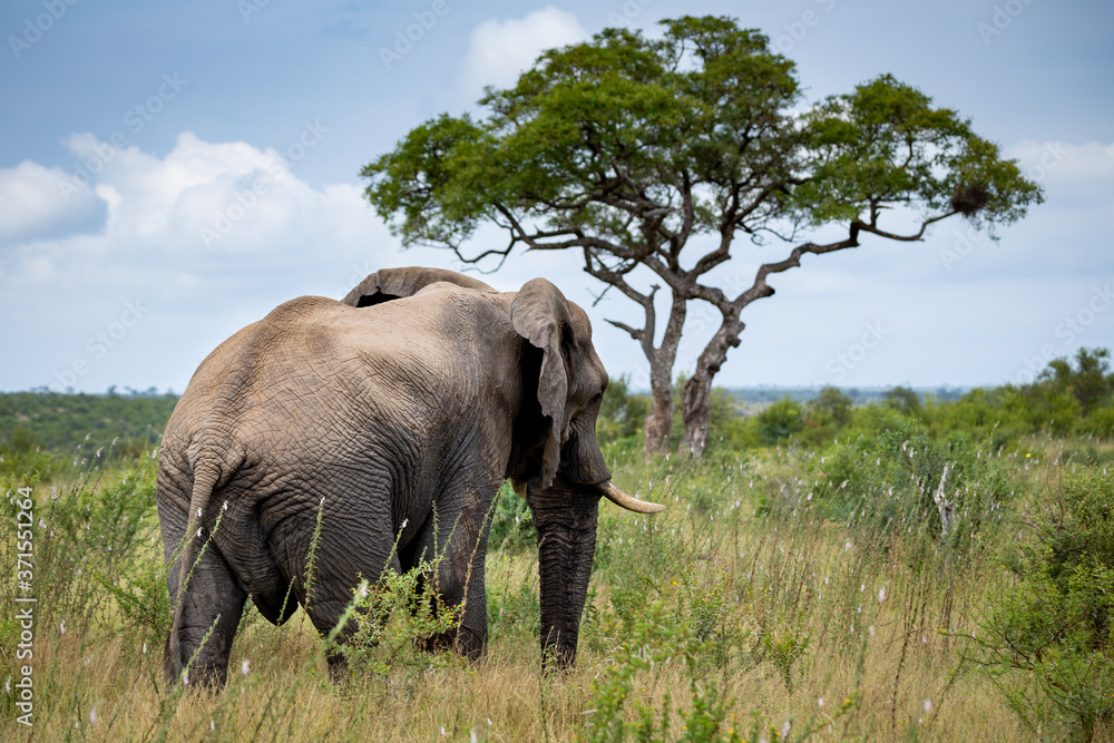 Elephant and African Savannah 