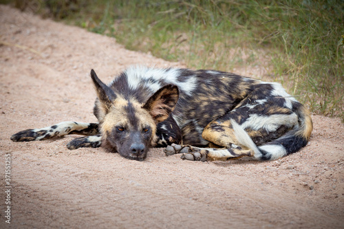 African Wild Dog resting on Dirt Road in South Africa