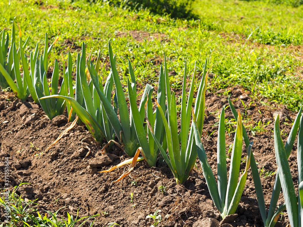 Obraz premium Welsh onion