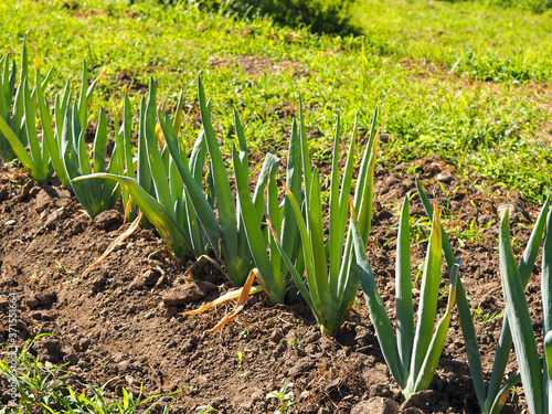 Welsh onion