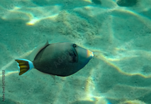 Bluethoat triggerfish  scientific name is Sufflamen albicaudatus  it belongs to the family Balistidae and has 3 spines on dorsal fin  it inhabits the Red Sea and bay of Oman 