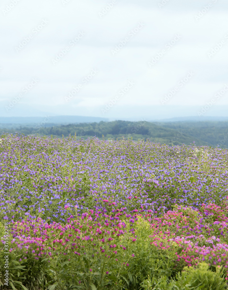 北海道の風景 野原の花 北海道の風景 野原の花