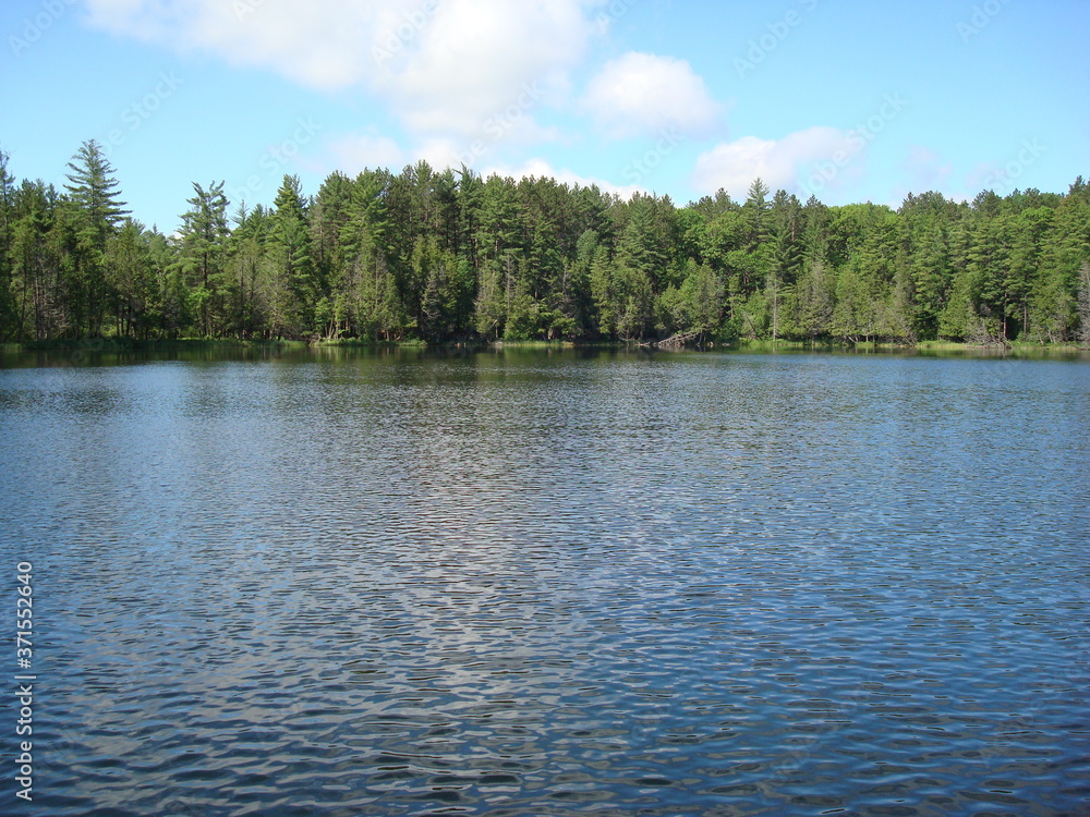 Small lake surrounded by trees