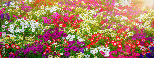 カラフルな花の咲く花畑の背景テクスチャー