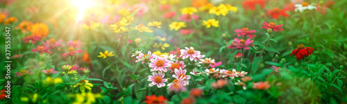 朝日の差し込む森の中の花々の背景テクスチャー