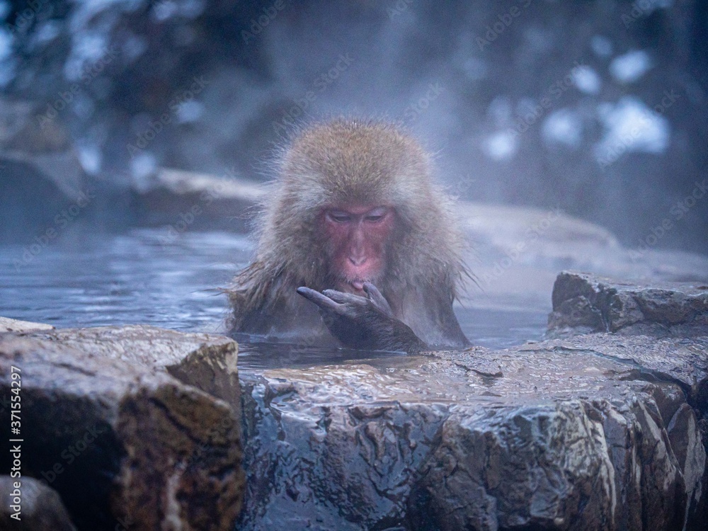 Naklejka premium Japanese Snow Monkey