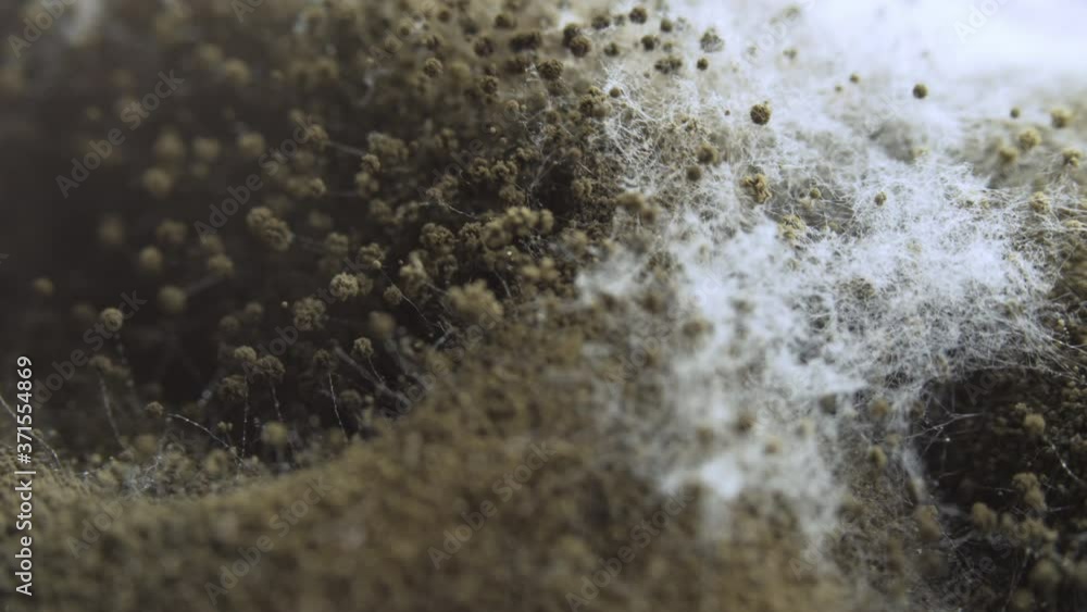 Closeup shot mold on food, Dolly shot
Closeup shot mold on food, Dolly shot