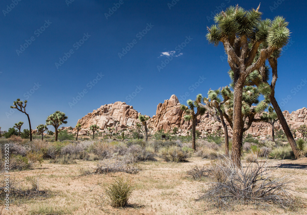 Joshua Tree and Rocky landscape, CA, USA