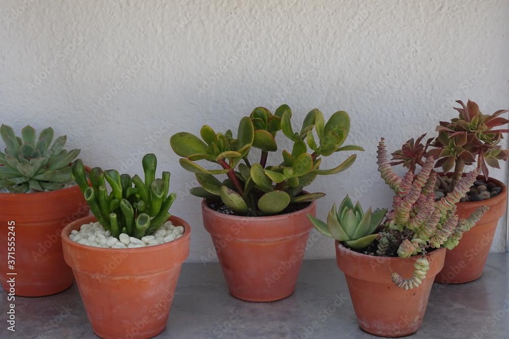 Variety of Succulent Plants in Pots 