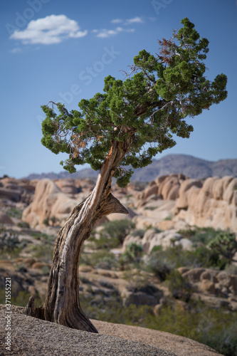 Interesting Tree with Desert Background