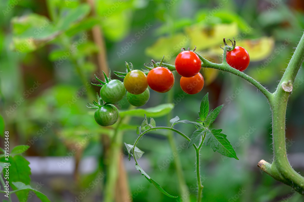 Cherry Tomatoes ripening on the vine