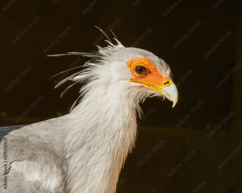 Portrait of Secretary Bird, Sagittarius serpentarius, gorgeous white crested bird against dark background Portrait of Secretary Bird, Sagittarius serpentarius, gorgeous white crested bird against dark background