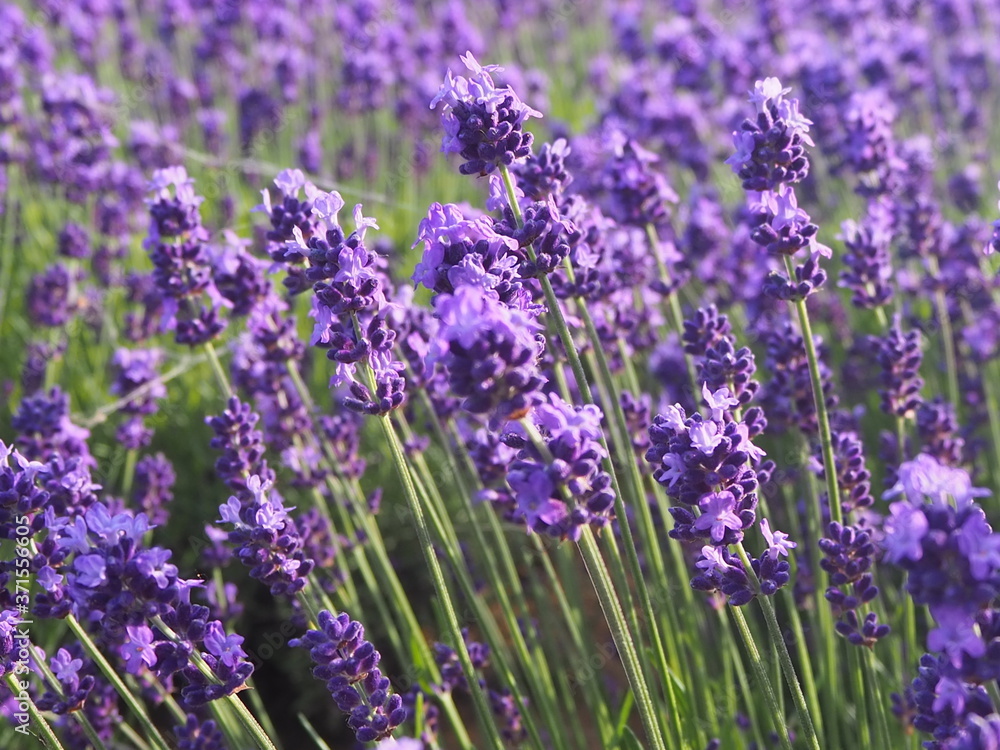 Obraz premium 北海道 ラベンダー 幌見峠