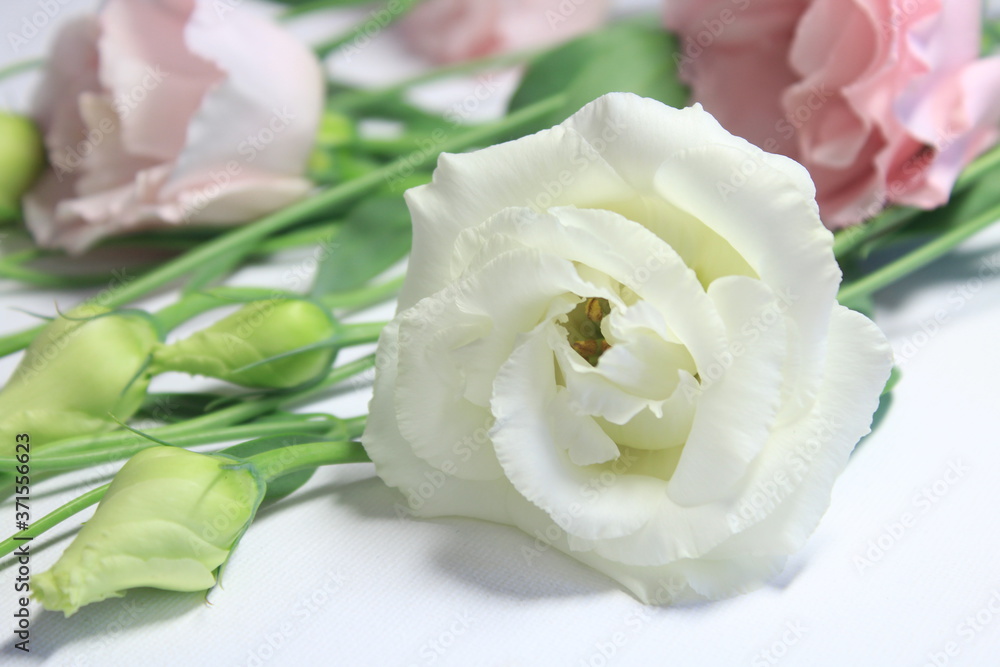 Obraz premium bouquet of eustoma