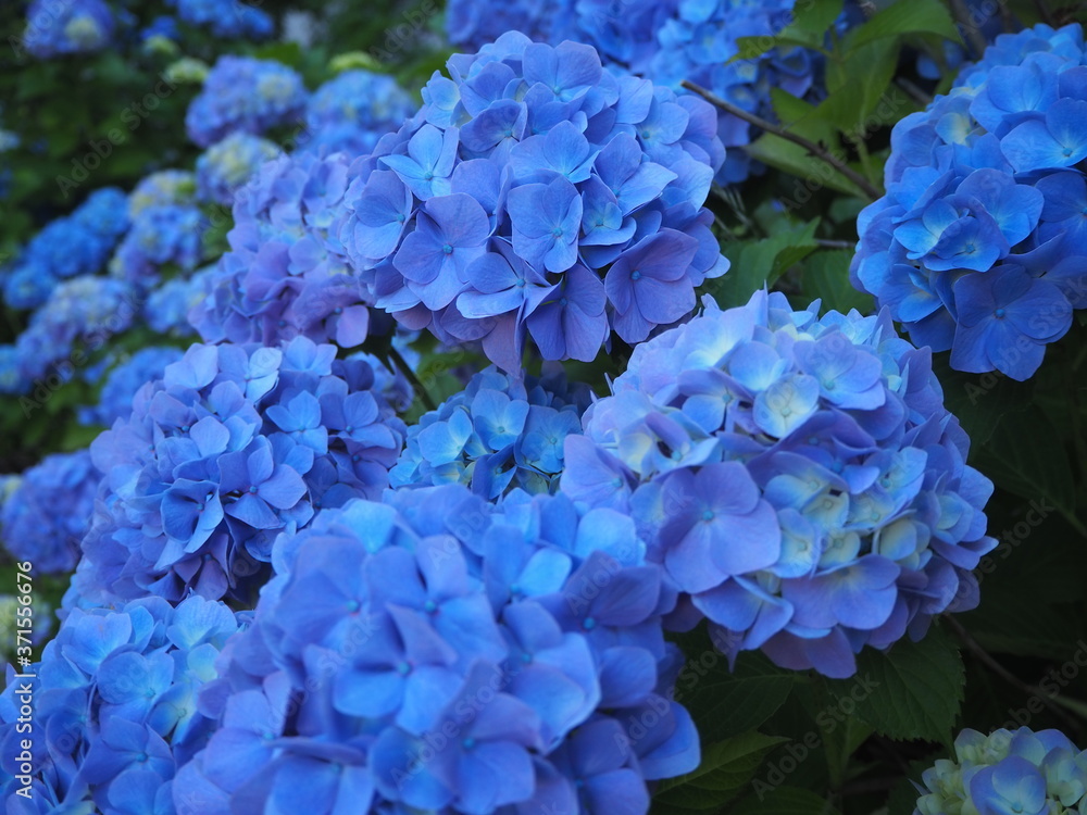 紫陽花 アジサイ 夏 紫陽花 アジサイ 夏