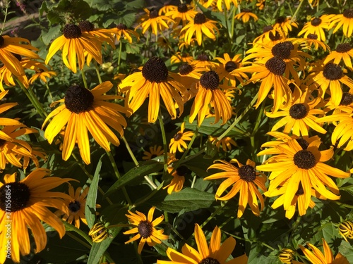 Rudbeckia flowers in the garden in a sunny day
