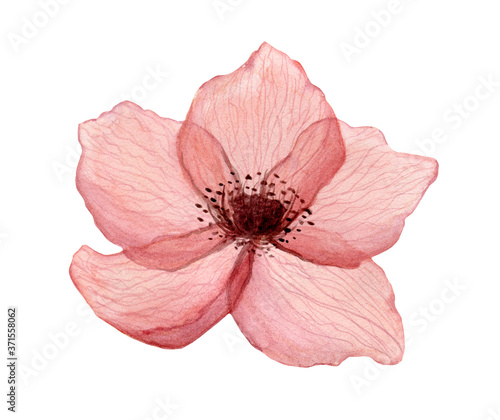 Red delicate, transparent poppy flowers with veins, watercolor on a white background. For wedding designs and postcards.
