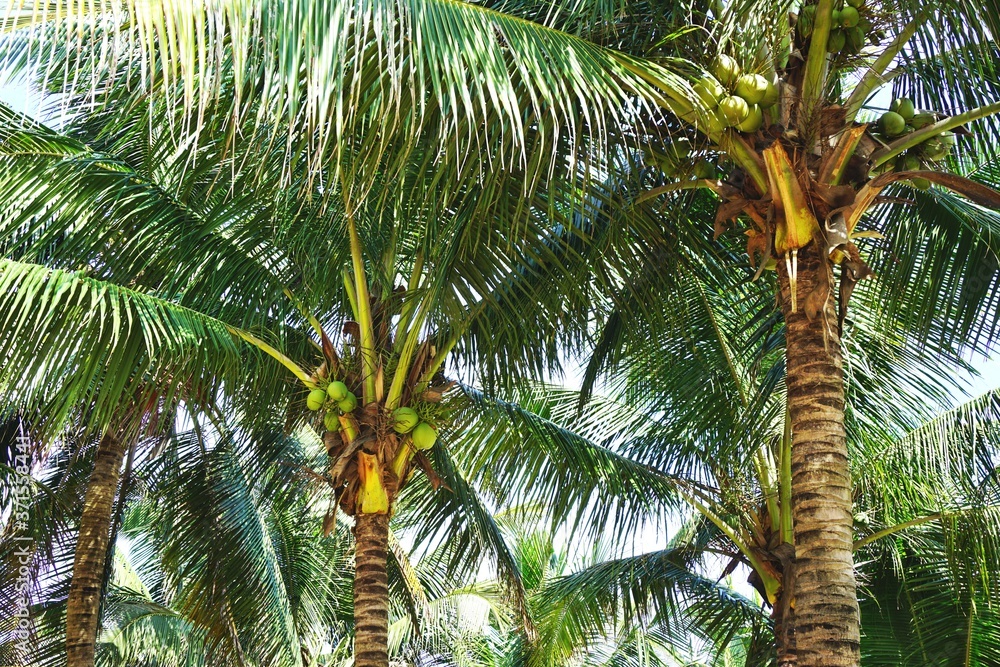 Obraz premium Looking up at tropical palm trees loaded with coconuts in rural Southeast Asia