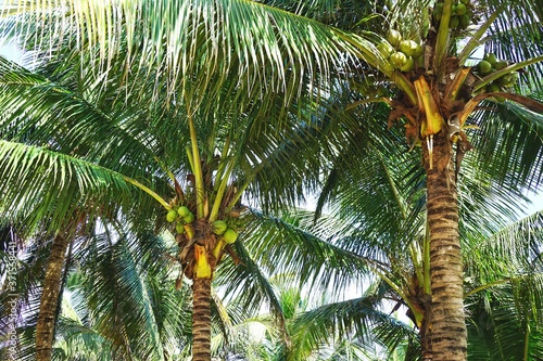 Looking up at tropical palm trees loaded with coconuts in rural Southeast Asia