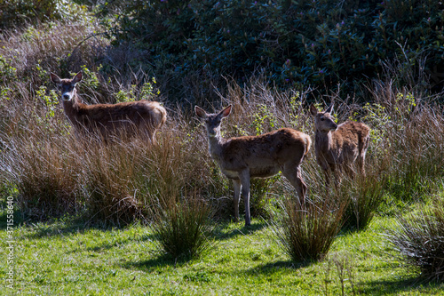 Fototapeta Naklejka Na Ścianę i Meble -   Red deer photographed in Scotland, in Europe. Picture made in 2019.