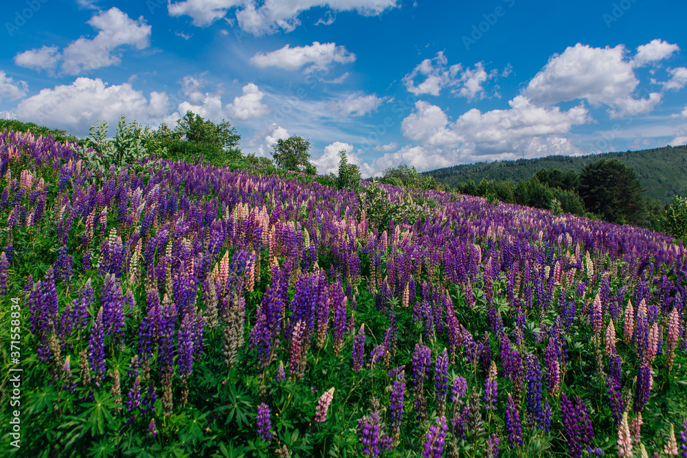 A field of blooming Lupine flowers - Lupinus polyphyllus - garden or fodder plant A field of blooming Lupine flowers - Lupinus polyphyllus - garden or fodder plant