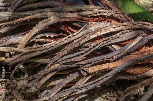 Roots of a bitter aloe plant (Aloe ferox) - Davie, Florida, USA