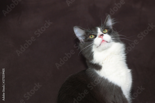 Domestic medium hair cat lying and relaxing on carpet. Blurred background. Relaxed domestic cat at home, indoor
