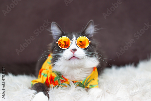 Domestic medium hair cat in yellow summer shirt wearing sunglasses lying and relaxing on Fur Wool Carpet. Blurred background. Relaxed domestic cat at home, indoor