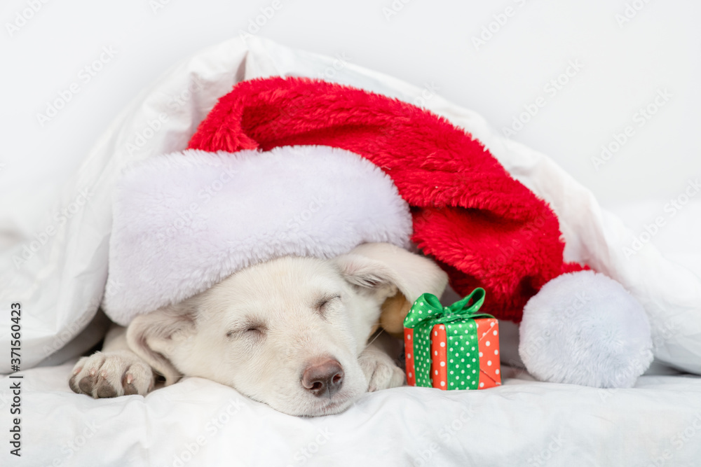 Puppy wearing red santa's hat lies under blanket on a bed at home with gift box Puppy wearing red santa's hat lies under blanket on a bed at home with gift box