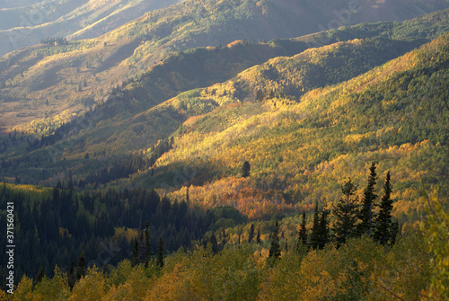 A sea of woodland glowing yellow with aspens in the mountains in fall. Wasatch mountains Utah.